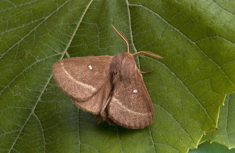 Lasiocampa quercus Lasiocampidae